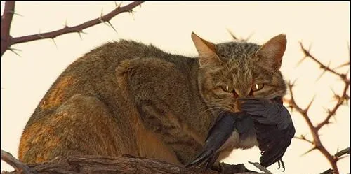 带您了解猫咪的天性 | 宠物百科知识