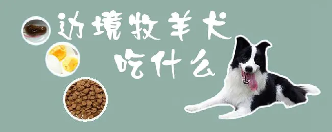 边境牧羊犬吃什么 | 宠物病虫害防治