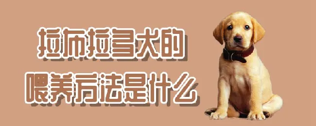 拉布拉多犬的喂养方法是什么 | 宠物训练技巧