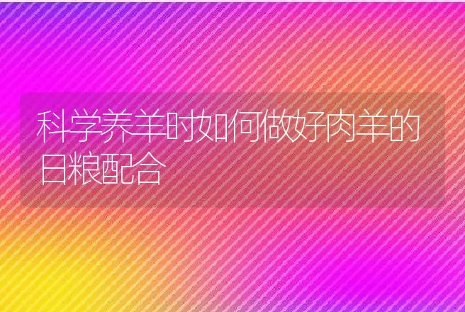 科学养羊时如何做好肉羊的日粮配合 | 家畜养殖