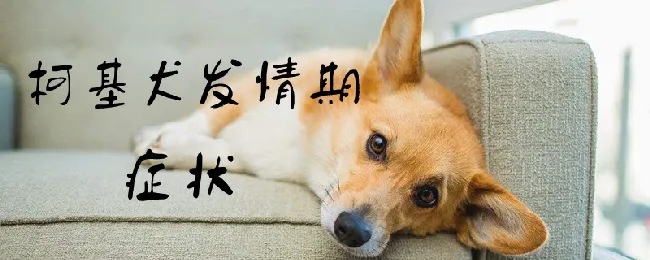 柯基犬发情期症状 | 宠物病虫害防治