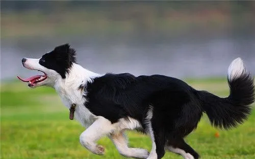 边境牧羊犬训练飞盘 平时多加训练才能完成 | 宠物训练技巧