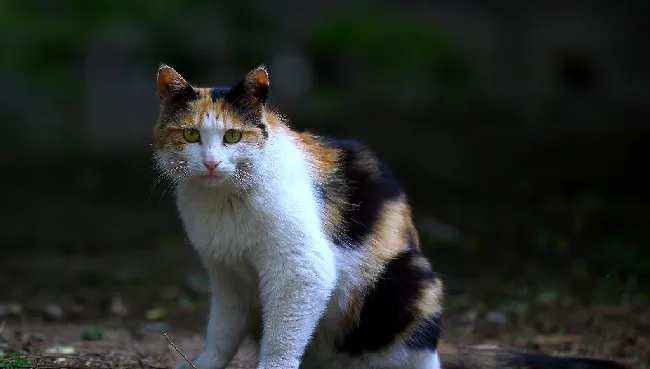 野猫流浪猫区别 认养时注意？ | 宠物猫饲养