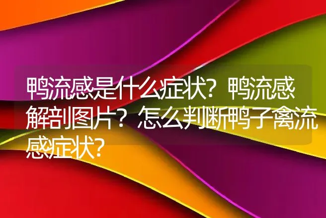 鸭流感是什么症状？鸭流感解剖图片？怎么判断鸭子禽流感症状？ | 兽医知识大全