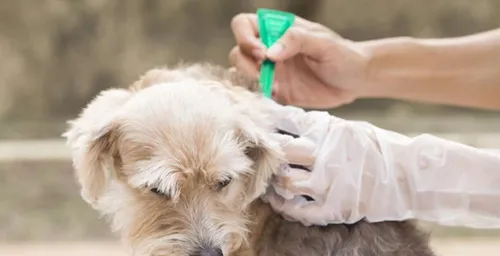 犬落基山斑疹热原因|诊断|预防及治疗方法 | 宠物病虫害防治