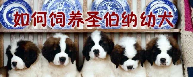 如何饲养圣伯纳幼犬 | 宠物病虫害防治