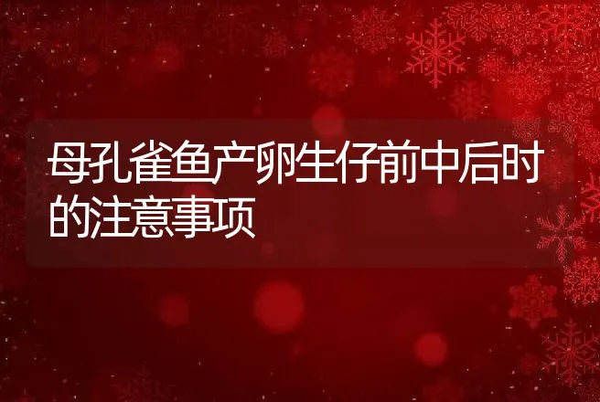 母孔雀鱼产卵生仔前中后时的注意事项 | 动物养殖