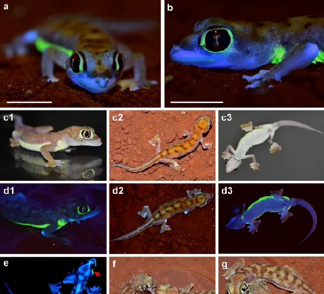 网红纳米比亚沙守宫被证实，在虹色素细胞的作用下可以发出荧光！ | 宠物百科知识