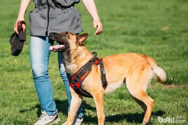 马犬食欲不好怎么办，马犬食欲不好的原因 | 宠物病虫害防治