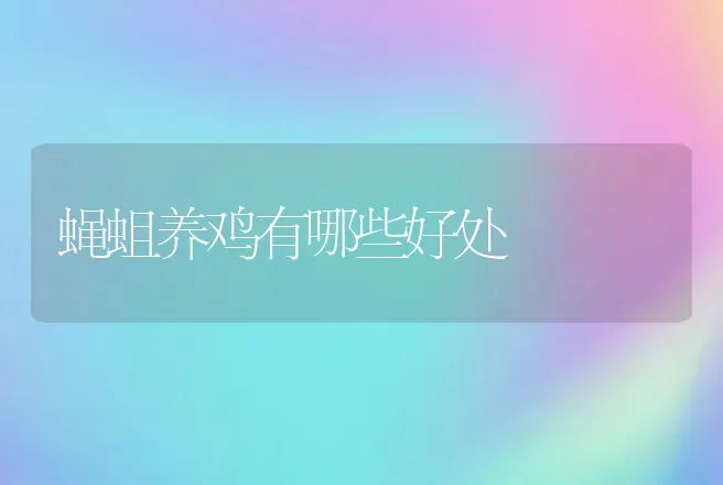 蝇蛆养鸡有哪些好处 | 家禽养殖