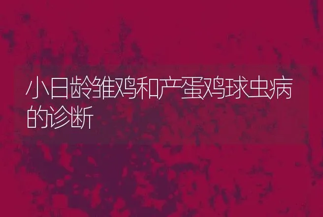 开产期怎样识别高产蛋鸡 | 动物养殖