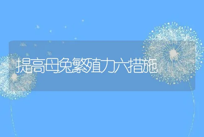 提高母兔繁殖力六措施 | 动物养殖