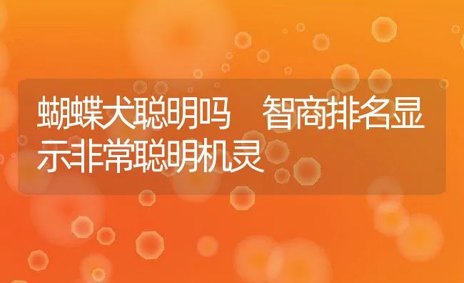 蝴蝶犬聪明吗 智商排名显示非常聪明机灵 | 宠物喂养