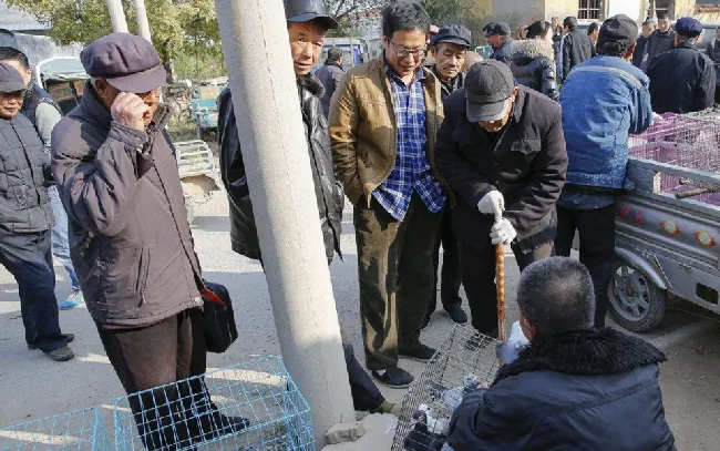 新手养鸽种鸽怎样选品种？ | 鸽子养殖常见问题