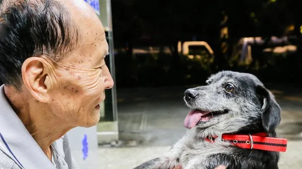 阿公中秋节前夕找回了十岁高龄爱犬 | 宠物新闻资讯