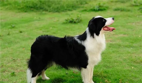 边境牧羊犬训练飞盘 平时多加训练才能完成 | 宠物训练技巧