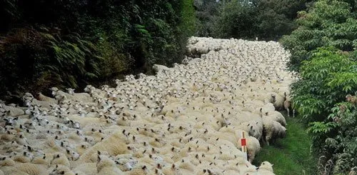 羊海塞满乡间路，一眼看不穿 | 宠物新闻资讯