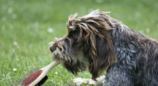 刚毛指示格里芬犬身上有虫怎么办 | 宠物病虫害防治