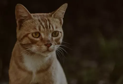 正确认知猫咪传染性腹膜炎的严重性 | 宠物猫病虫害防治