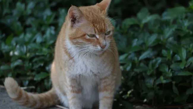 铲屎官们，养猫注意事项你知道多少 | 宠物猫饲养