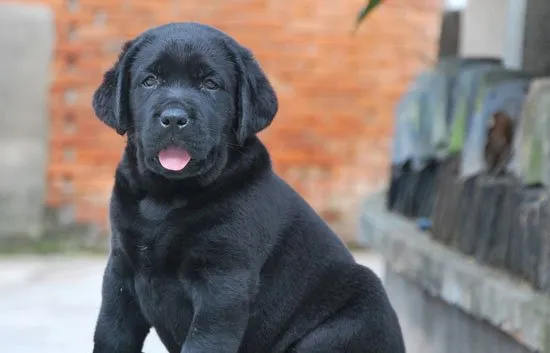 拉布拉多犬幼犬的每天喂养次数分析 | 宠物狗饲养