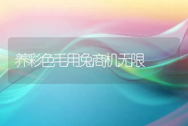 养彩色毛用兔商机无限 | 动物养殖