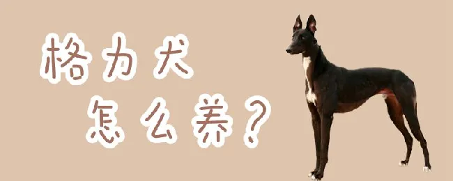 格力犬怎么养 | 宠物病虫害防治