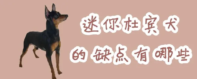 迷你杜宾犬的缺点有哪些 | 养宠入门知识