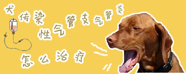 犬传染性气管支气管炎怎么预防治疗 | 宠物病虫害防治