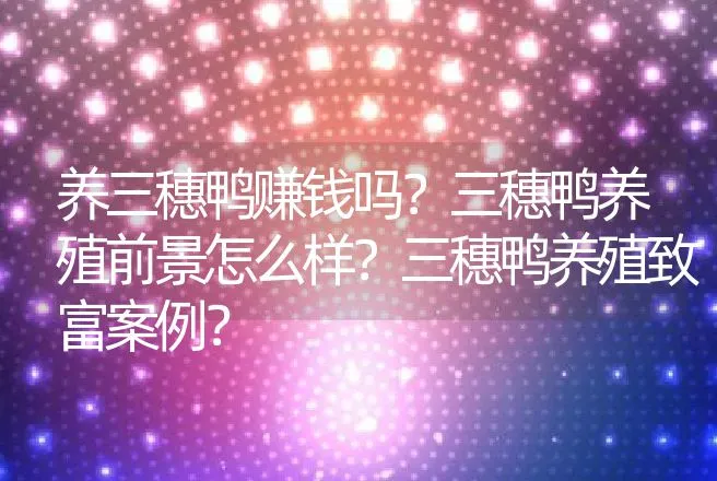 养三穗鸭赚钱吗？三穗鸭养殖前景怎么样？三穗鸭养殖致富案例？ | 养殖致富