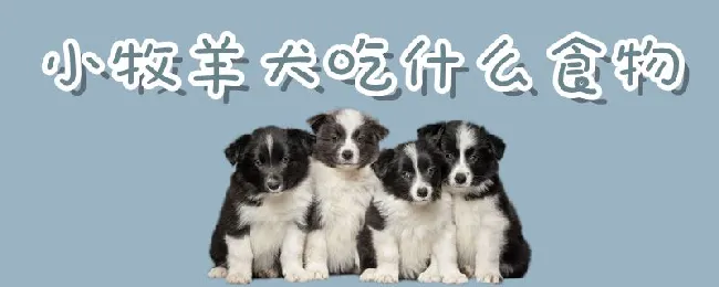 小牧羊犬吃什么食物 | 宠物病虫害防治