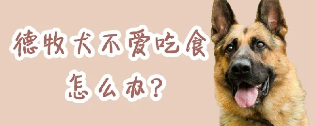 德牧犬不爱吃食怎么办 | 宠物病虫害防治