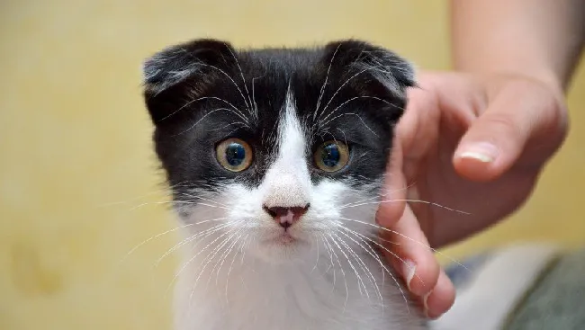 呆萌可爱的宠物猫咪高清图片 | 宠物猫图片