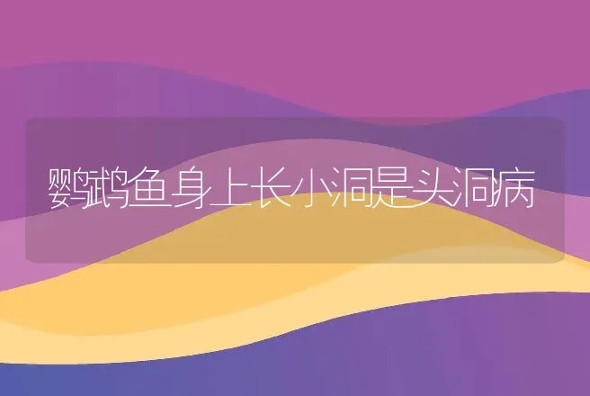 鹦鹉鱼身上长小洞是头洞病 | 动物养殖