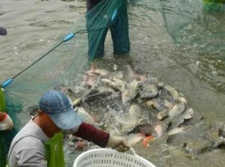 游客的放走乌龟的善举，引起了工作人员的烦扰 | 宠物乌龟饲养