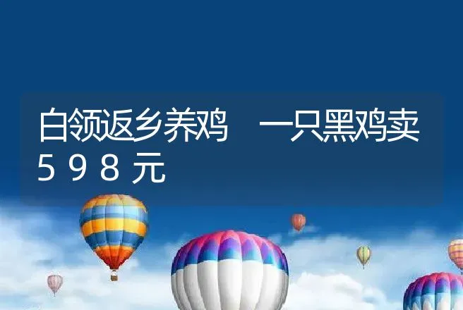 白领返乡养鸡 一只黑鸡卖598元 | 养殖致富