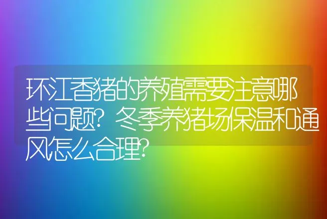 环江香猪的养殖需要注意哪些问题?冬季养猪场保温和通风怎么合理? | 家畜养殖