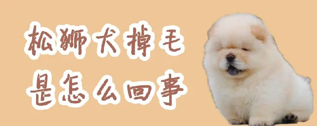 松狮犬掉毛是怎么回事 | 宠物病虫害防治