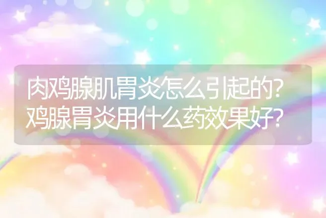 肉鸡腺肌胃炎怎么引起的？鸡腺胃炎用什么药效果好？ | 兽医知识大全