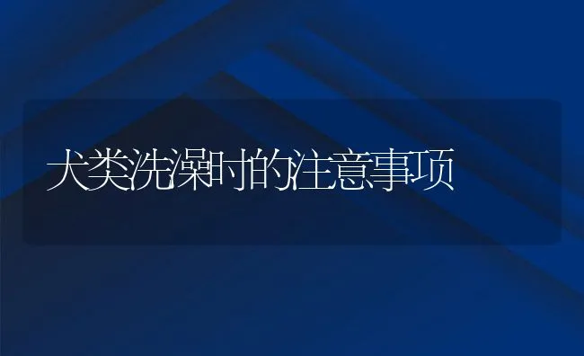 犬类洗澡时的注意事项 | 宠物训练技巧