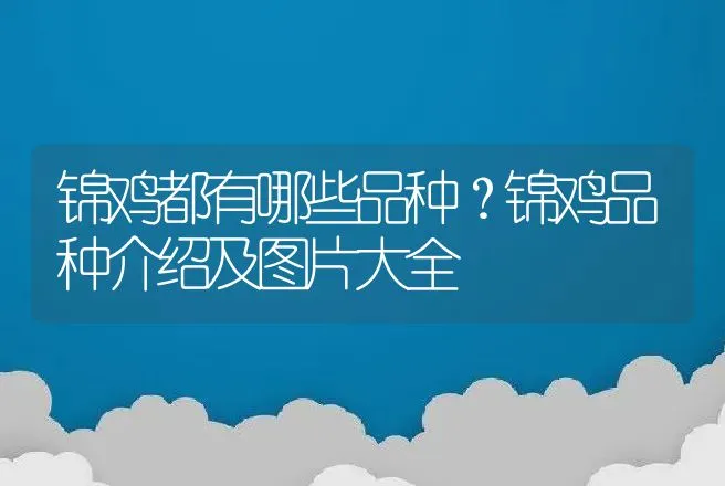 锦鸡都有哪些品种？锦鸡品种介绍及图片大全 | 动物养殖