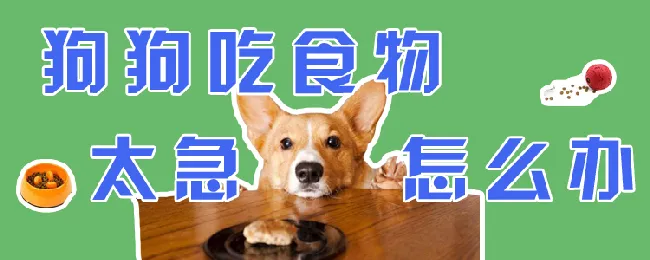 狗狗吃食物太急怎么办 | 宠物训练技巧