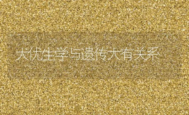 犬优生学与遗传大有关系 | 宠物猫
