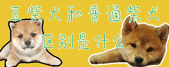 豆柴犬和普通柴犬区别是什么 | 养宠入门知识