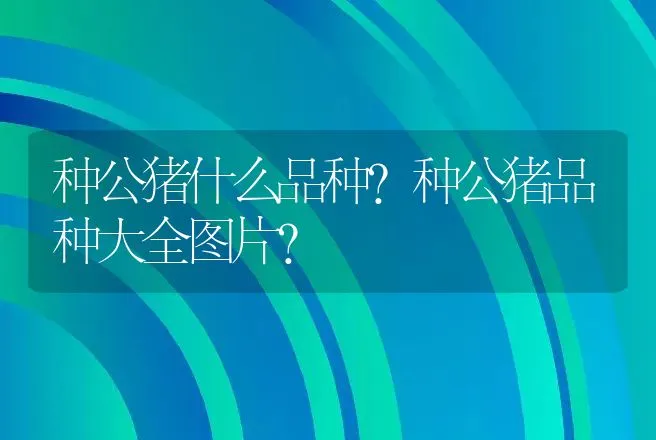 蛋鸡鸡传鼻如何预防？ | 兽医知识大全