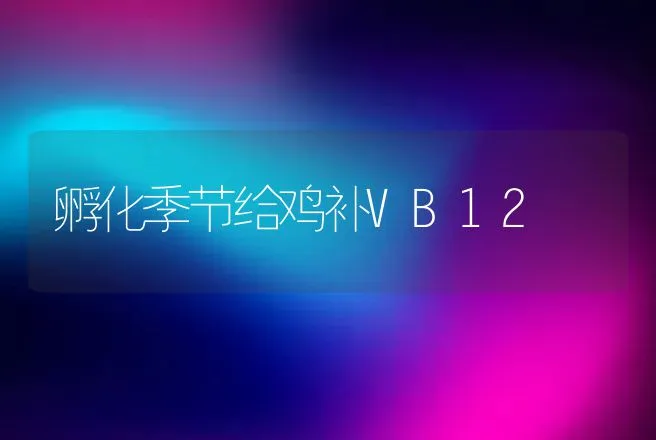 孵化季节给鸡补VB12 | 动物养殖