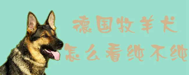 德国牧羊犬怎么看纯不纯 | 养宠入门知识