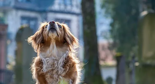 阿拉斯加能不能吃肉包,阿拉斯加犬不能喂生肉么 | 宠物百科知识