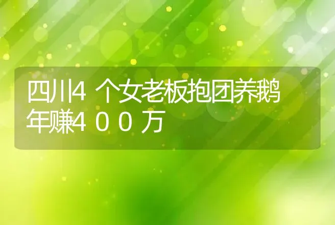 四川4个女老板抱团养鹅 年赚400万 | 家禽养殖