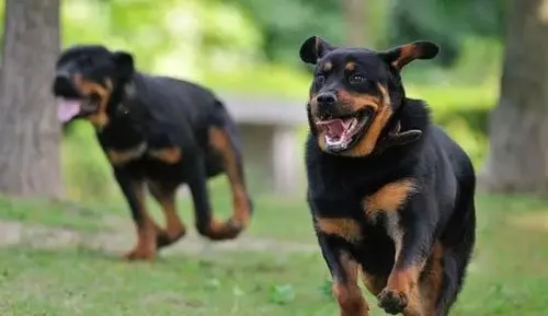 全球最霸气的特种犬|警犬大盘点，你认全了吗？ | 宠物新闻资讯